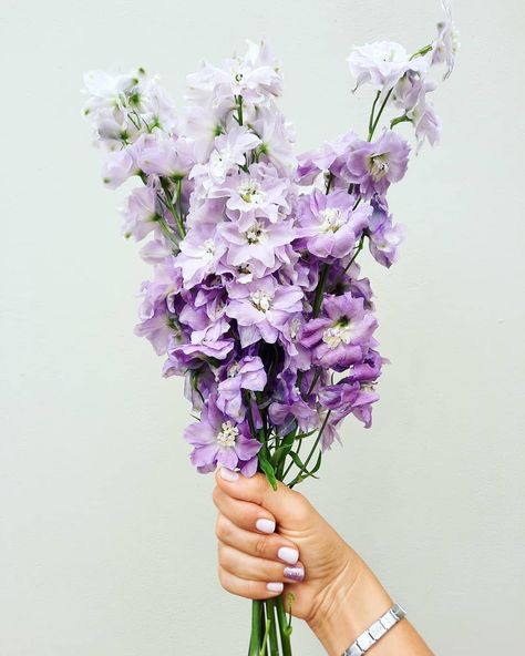 Purple Hyacinth Flower Bouquet, Light Purple Delphinium, Lilac Colored Flowers, Lilac Flower Arrangements, Lilac Delphinium, Delphinium Purple, Purple Delphinium, Lilac Wedding Flowers, Purple Lisianthus