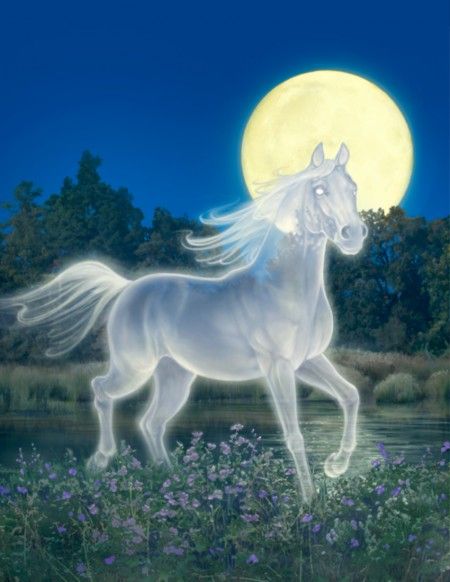 GREG CALL Ghost Horse, Star Stable Horses, Star Stable Online, Horse Profile, Magical Horses, Horse Games, Curse Of Strahd, Fantasy Horses, Horse Illustration