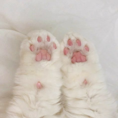 Kitty Paws, Toe Beans, Image Chat, Cat Icon, White Cats, Cat Aesthetic, Kawaii Room, Cat Paws, Little Animals