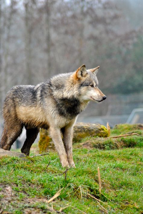 Northwestern Wolf, Running With Wolves, Wolf With Blue Eyes, Wolf Poses, Grey Wolves, Cry Wolf, Wolf World, Majestic Wolf, Wolf Photography