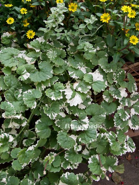 Glechoma Hederacea, Creeping Charlie, Ground Ivy, Window Plants, Dry Garden, Scientific Name, White Garden, Garden Photography, White Gardens