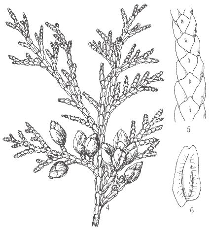 White cedar illustration Cedar Branch Drawing, Cedar Sprig Tattoo, Cedar Branch Tattoo, Cedar Drawing, Cedar Tree Drawing, Cedar Illustration, Cedar Tattoo, Cedar Sprig, Cedar Branch