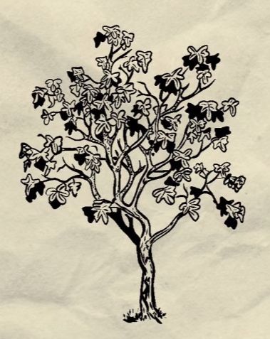 Sylvia Plath Fig Tree, Sylvia Plath Tattoo, Adventure Time Tattoo, Engraving Tattoo, M Tattoos, Tattoo Themes, Cute Tiny Tattoos, Sylvia Plath, Tree Tattoo