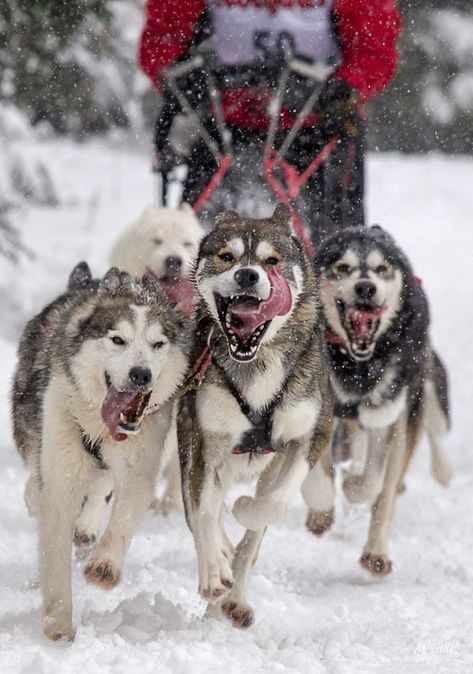 Dog Sledding ... I've already been (twice!) but I'd love to do it again as an adult and take Alex too! Huskies Sled, Malamute Husky, Snow Dog, Sled Dogs, German Shepards, Husky Lover, My Husky, Dream Dog, Love My Dog