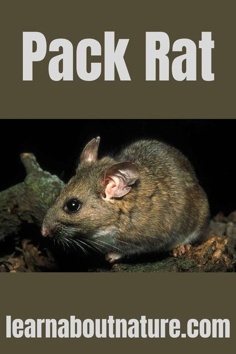 Pack Rat Rat Breeding, Pack Rat, What Can Rats Eat, Wood Rat, Breeding Rats, Group Of Rats, Rodents Of Unusual Size, Harvest Mouse, Pet Rats