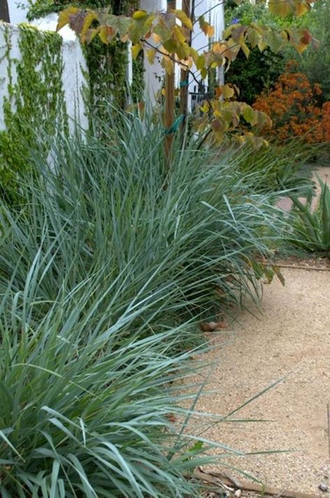 Gravel Patios, Decomposed Granite Patio, Decomposed Granite, Planting Design, Redbud Tree, Dry Garden, Landscape Designer, Modern Landscape Design, Grasses Garden