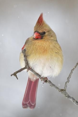 size: 12x8in Photographic Print: Female northern cardinal in snow, Kentucky by Adam Jones : Photographer Adam Jones creates breathtaking images of wildlife and scenery, replete with expressive lighting and strong designs that evoke compelling moods and spark inspiration. From Kentucky, Jones has been a photographer for 20 years, shooting internationally but specializing in photos of the Great Smoky Mountains. His work is featured annually in over 100 different calendars and his images have appea Cardinals In Snow, Cardinal Birds Art, Adam Jones, Northern Cardinal, Annual Reports, Interesting Animals, Most Beautiful Animals, Strong Feelings, Bird Pictures