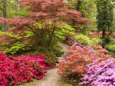 You create a woodland garden by planting layers of vegetation, in the same way it grows in the wild. Trees are the tallest specimens. Underneath grows the understory level of smaller trees and shrubs. This article provides understory planting tips. Acer Garden Ideas, Acers In The Garden, Creating A Woodland Garden, Japanese Woodland Garden, Understory Trees, Wooded Yard, Azaleas Landscaping, Garden Layers, Japanese Maple Garden