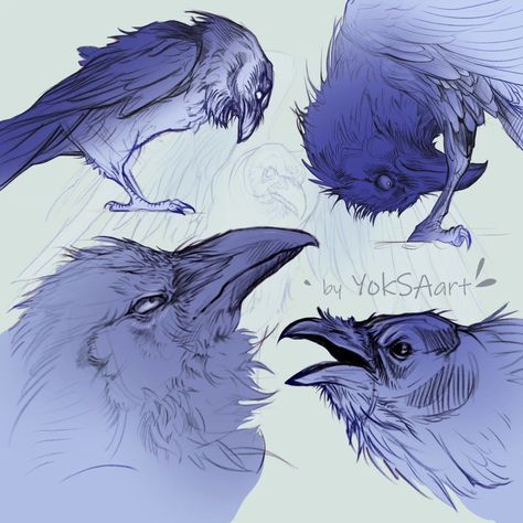 Raven Side Profile, Crow Drawing Reference, Griffin Reference, Raven Concept Art, Crow Character Design, Cute Crow Art, How To Draw Feathers, Crow Sketch, Feathers Drawing