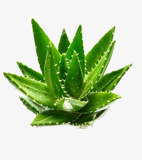 Aloe Vera Cleanser, Animals Name List, Aloe Vera Gel Face, Aloe Vera Lotion, Succulent Birthday Party, Animals Name, Aloe Vera Skin Care, Aloe Green, Forever Aloe