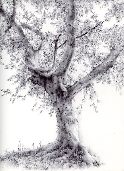 The Overstory, Dina Brodsky, Tree Drawings Pencil, Old Trees, Fall Watercolor, Watercolor Trees, Tree Drawing, Charcoal Drawing, Olive Tree