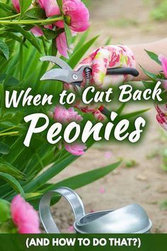 Pin on gardening How To Prune Peonies, When To Prune Peonies, When To Cut Back Peonies, What To Plant With Peonies, Peony Pruning, Saving Peony Buds, Pruning Peonies, Caring For Peonies, Peony Care