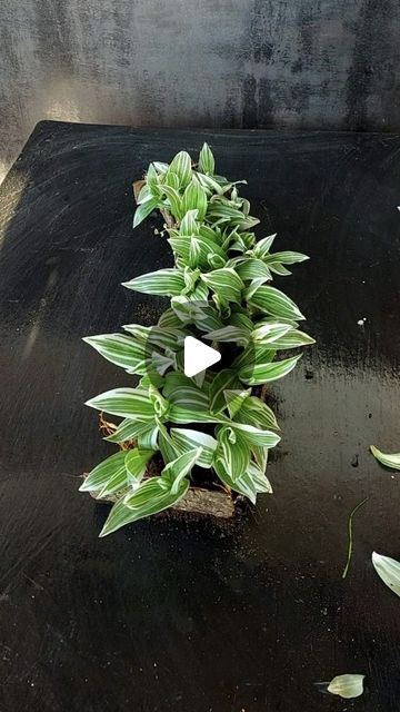 Sona Lepcha on Instagram: "Nature's Recycled Art: DIY Tree Bark Planter for Inch Plants" Recycled Art Diy, Tree Bark Crafts, Bark Crafts, Diy Tree, Flower Arranging, Recycled Art, Tree Bark, Tree Crafts, Art Diy