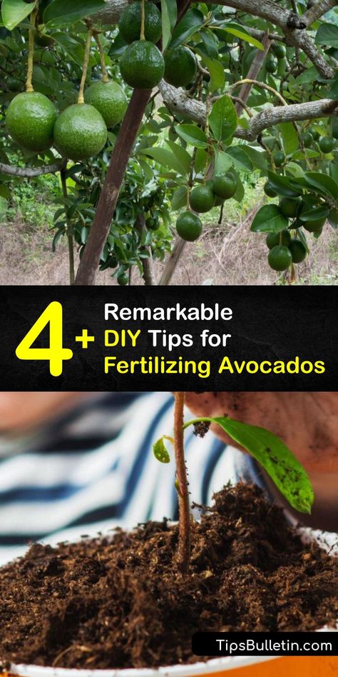 Avocado Plant Care, Starting Avocado From Seed, Soil For Avocado Tree, Fertilizer For Avocado Tree, How To Plant A Avacodo Seed, Indoor Avocado Tree, Avocado Tree Care, Avacodo Tree From Seed, How To Grow An Avocado Tree From A Pit