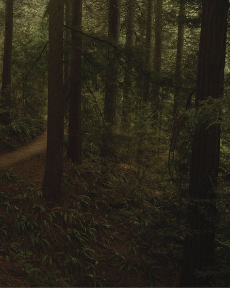 Reminiscing on this quiet afternoon running around Portland’s own little slice of Redwoods this last spring before these two said their vows this summer in Olympic National Park 🌲 I & R are special humans with a special sort of love and I will cherish the car ride from their Airbnb to the lake before the ceremony foreverrrrr #portlandengagementphotographer #portlandelopementphotographer #oregonelopementphotographer #nationalparkelopement #olympicnationalpark #portlandengagementphotos #forest... Portland Engagement Photos, Olympic National Park, Car Ride, Engagement Photographer, Elopement Photographer, This Summer, Portland, Of Love, National Park