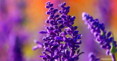 Salvia Farinacea Care: Growing The Mealycup Sage Mealycup Sage, Salvia Farinacea, Sage Plant, Powdery Mildew, Indoor Flowers, Clay Soil, How To Attract Hummingbirds, Flowering Plants, Tall Plants