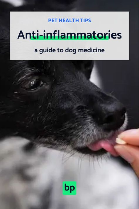 Everything you need to know about anti-inflammatory medications, their benefits, and drawbacks for your pup. Slippery Elm For Dogs, Medicine Safe For Dogs, Inflammation Remedies, Anti Inflamatory, Dog Medicine, Asthma Remedies, Meds For Dogs, Medication For Dogs, Anti Inflammation