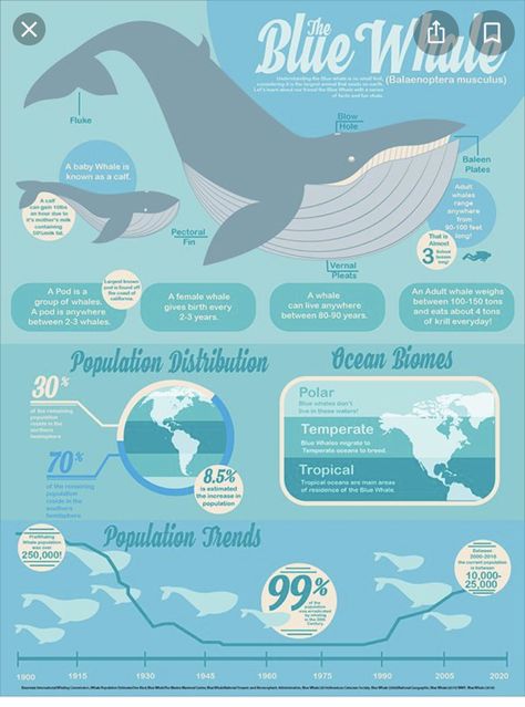 Whale Images, 3d Data Visualization, Animal Infographic, Simple Infographic, Scientific Poster, Infographic Inspiration, Blue Whales, Men Tattoos, Graphic Design Infographic