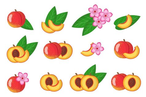 Set of illustrations with Nectarine exotic fruits, flowers and leaves isolated on a white background. Nectarine Drawing, Nectarine Aesthetic, Nectarine Illustration, Nectarine Photography, Peach Fruit Flower, Nectarine Tree, Peach Fruit Illustration, Nectarine Fruit, Fruit Cartoon