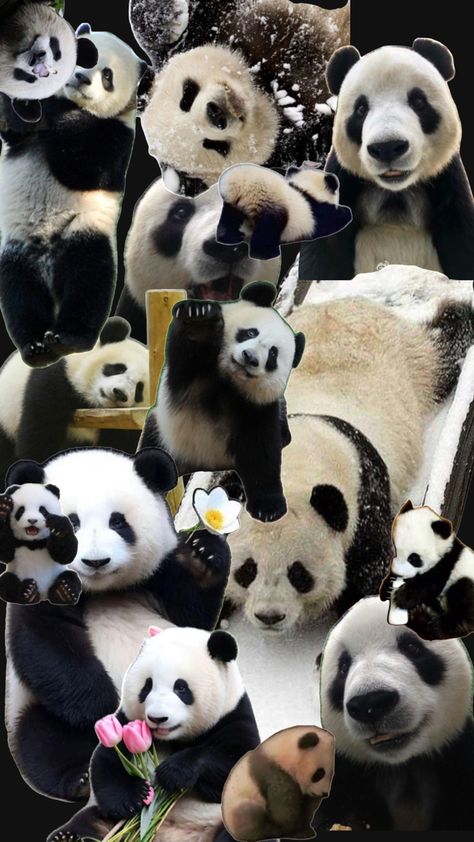 My fav animal🤭#Panda #Cute #FavoriteAnimal # CutePandas #Adorable HeartWarming #Collage #Pandacollage #whatisyourfavoriteanimal Panda Collage, Fake Photo Sick, Fav Animal, Big Panda, Panda Cute, Chibi Food, Angel Bear, Cute Panda Wallpaper