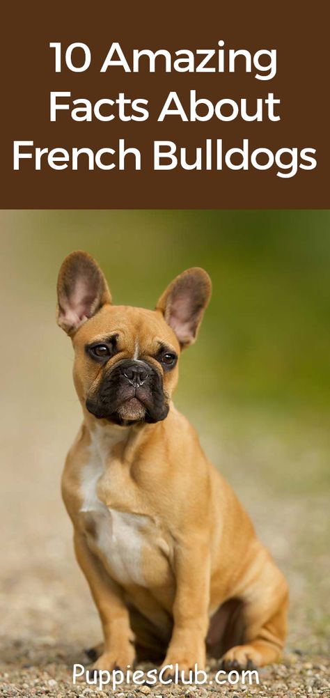 10 Amazing Facts About French Bulldogs.  #frenchie #frenchbulldog #bulldogs #dogs #puppies #facts French Bulldog Tips, Best Toys For French Bulldogs, French Bulldog Breeding, Breeding French Bulldogs, Frenchie Bulldog Puppy, French Bulldog Wallpaper, Frenchie Facts, 10 Amazing Facts, Frenchie Puppies