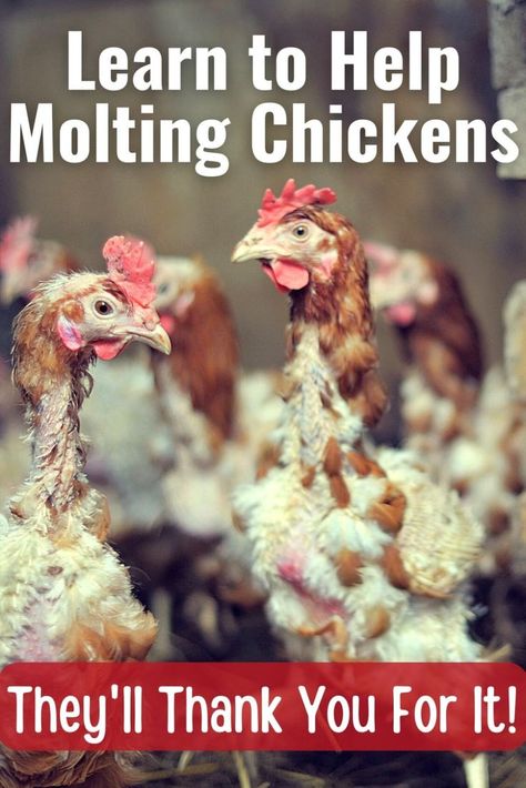 molting chickens Mites On Chickens, Homestead Hacks, Molting Chickens, Chicken Facts, Chicken Flock, Backyard Chicken Farming, Chicken Health, Laying Hens, Backyard Flocks