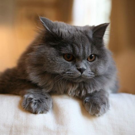 British longhair Russian Blue Persian Cat, Cats Long Hair, Nebelung Cat, Gray Cats, Cafe Pictures, So Sleepy, Grey And White Cat, Grey Kitten, Russian Blue Cat