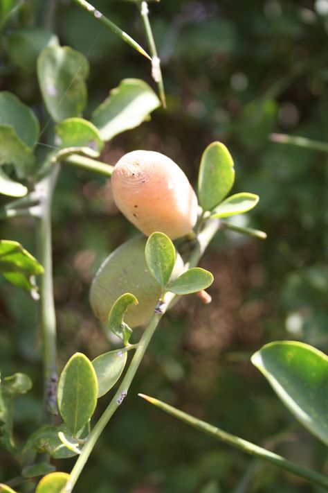 Balanites aegyptiaca is a species of tree native to much of Africa and parts of the Middle East. Known as desert date, soap berry tree and Egyptian balsam, the tree produces fruits, yellow colour,single-seeded which are edible but bitter Desert Date, Soap Berries, Tropical Trees, Tropical Countries, Tropical Tree, Yellow Colour, Cursed Child, Tropical Fruits, The Middle East