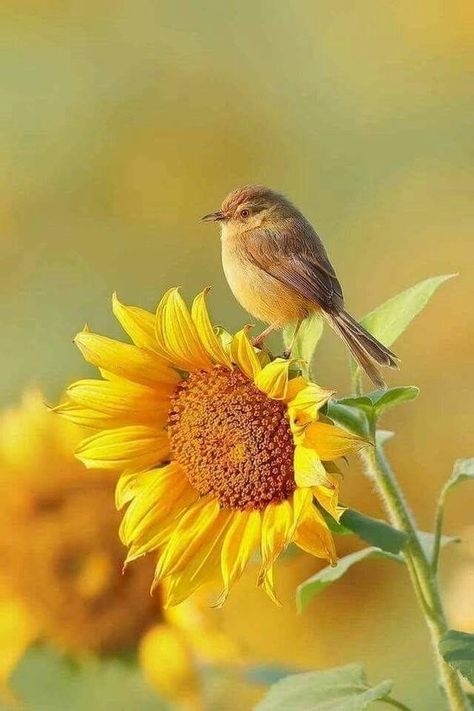 For The Birds, Birds Of A Feather, The Birds, Beautiful Birds, Beautiful Flowers, Feathers, Butterflies, Sunflower, Cute Animals