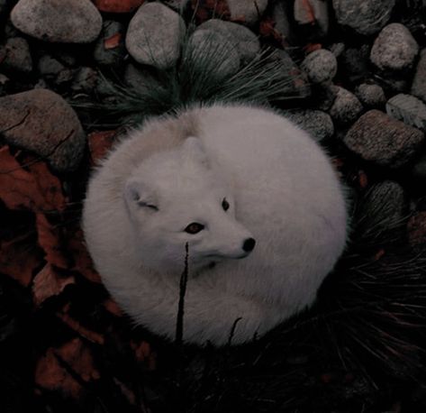 ─ ✧ 𝐏𝐢𝐧𝐭𝐞𝐫𝐞𝐬𝐭: 𝐡𝐨𝐧𝐞𝐞𝐲𝐣𝐢𝐧 Kitsune Aesthetic Wallpaper, Kitsune Aesthetic Male, Gumiho Aesthetic, Kitsune Moodboard, Dark Kitsune Aesthetic, Fox Dark Aesthetic, Kitsune Aesthetic, Fox Animal Aesthetic, Arte Alien