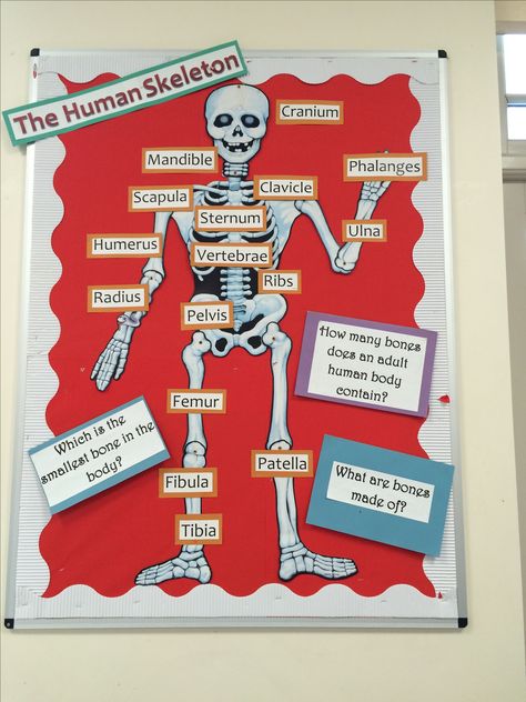 Medical Classroom Decorations, Medical Classroom Decor, Health Science Classroom Decorations, Medical Display, Emt Classroom Decor, Health Teacher Classroom Decorations, Radiology Bulletin Board Ideas, Anatomy Bulletin Board Ideas, Skeleton Bulletin Board Ideas