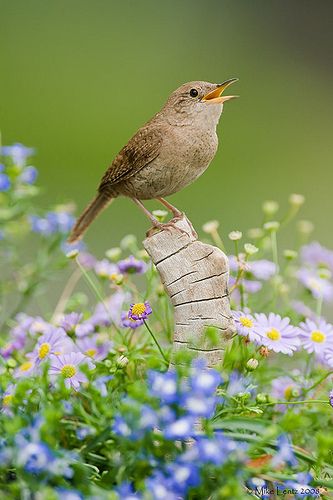 House wren in flowers #LivingLifeInFullBloom hospitality to the wild #birds #messengersFromHeven House Wren, Kinds Of Birds, Backyard Birds, All Birds, Pretty Birds, Little Birds, Wonderful Day, Wild Birds, Little Bird