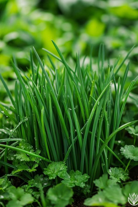 Retreat Cabin, Plant Vegetables, Vibrant Green, Herb Garden, Health Benefits, Green Color, Green Colors, To Grow, Lush