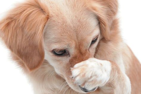 A dog covering his nose with his paw. Photography by ©kickers | Getty Images. Dog Covering Nose With Paws, Dog Covering Nose, Stinky Dog, Smelly Dog, Dog Remedies, Blind Dog, Dog Cover, Dog Smells, Dog Health Care