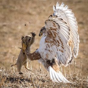 Clawed: The Prairie Dog raised its arms and opened its mouth wide in an apparent bid to scare of the Ferruginous Hawk as it swooped down for it Regnul Animal, Eagle Pictures, Prairie Dog, Nature Birds, Birds Of Prey, Bird Photography, Animal Photo, Nature Animals, 귀여운 동물