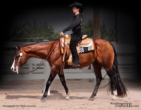 Aqha Showmanship, Aqha Stallion, Horses Western, Aqha Horses, Ranch Riding, Western Pleasure Horses, Western Horses, Horse Pics, Equestrian Events