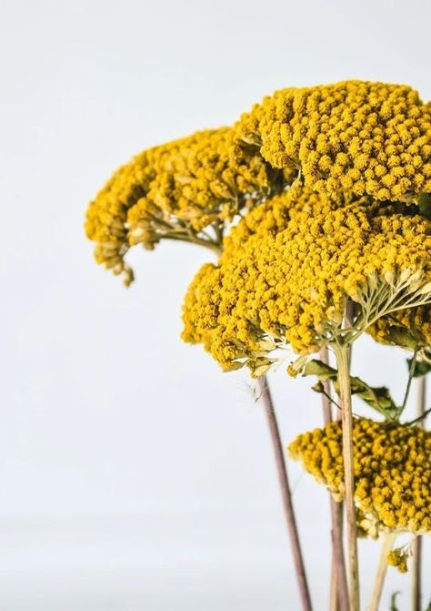 Yarrow has showy flower heads composed of many tiny, tightly-packed flowers rising above clusters of ferny foliage. The flowers may be yellow, red, pink, or any shade in between. True Autumn Outfits, Yarrow Flower, True Autumn, Dried Flower Bouquet, Dried Flower Arrangements, Yellow Aesthetic, Handmade Flower, Autumn Outfits, Autumn Colors