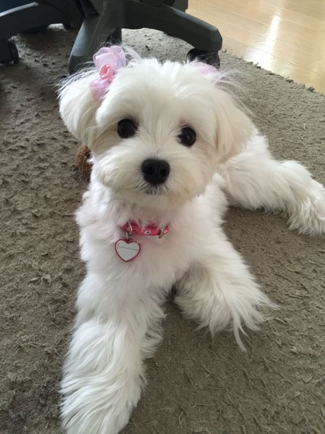 Maltichon Haircut, Anjing Maltese, Maltese Haircuts, Maltese Grooming, Maltese Dogs Haircuts, Maltipoo Haircuts, Maltese Haircut, Bichon Maltese, Dog Haircut