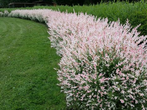 Salix 'Hakuro Nishiki' Variegated Willow - Hello Hello Plants & Garden Supplies Dappled Willow Tree, Willow Bush, Sitting Garden, Salix Integra, Dappled Willow, Fast Growing Trees, Garden Shrubs, Fast Growing Plants, Fence Ideas