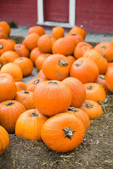 pile of pumpkins at pumpkin patch by Cameron Zegers - Stocksy United October Country, Pumpkin Harvest, Pumpkin Queen, Autumn Decoration, Spooky Szn, Fall Feels, Fall Aesthetic, Halloween Season, Hello Autumn