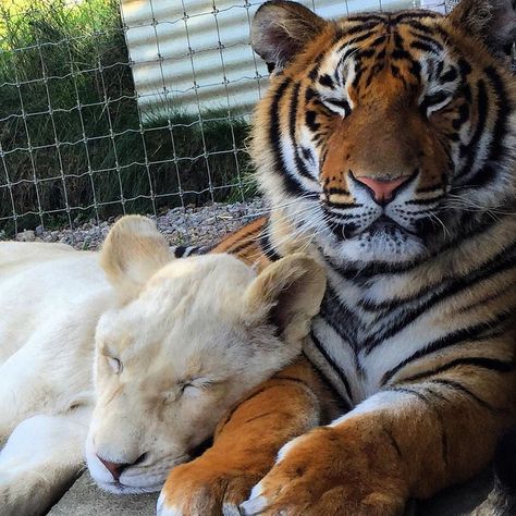 Tiger Lovers Club on Instagram: “🐯😍😍⠀ Photo By 📷 @bofokaram⠀ Follow @tigerloversclub for more⠀ Tag someone that should see this 👇⠀ #tigerloversclub” Orange Truck, Animal Reference, Tiger Pictures, Pet Tiger, Paws And Claws, Pretty Animals, A Tiger, Prehistoric Animals, Cute Animal Pictures