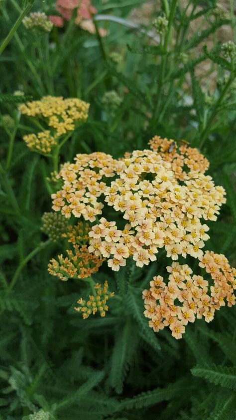 Yarrow Orange Yarrow, Fairy Court, Yellow Yarrow, Flower Recipe, Yarrow Plant, Plant Palette, Yarrow Flower, Modern Bouquet, Flower Varieties