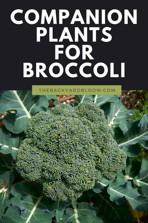 Brocolli Companion Plants, Companion Planting Broccoli, What To Plant With Broccoli, Broccoli Companion Plants, Broccoli Growing, How To Grow Broccoli, Port Orchard Washington, Grow Broccoli, Okra Plant