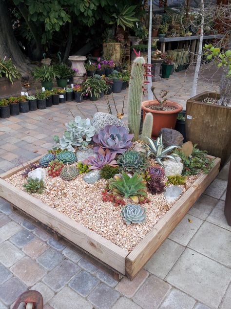 Small Cactus Garden, Cactus Garden Ideas, Mini Cactus Garden, Cactus Garden Landscaping, Succulent Rock Garden, Succulent Garden Landscape, Cactus Arrangement, Cactus House Plants, Succulent Landscape Design