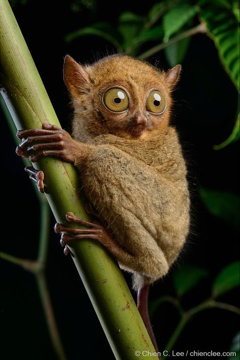 Cephalopachus bancanus borneanus is a small nocturnal primate inhabiting the lowland forests of Sumatra and Borneo. (aka Horsfield's Tarsier) Regard Animal, Nocturnal Animals, Interesting Animals, Unusual Animals, Fluffy Animals, Cute Wild Animals, Animal Sketches, Wildlife Animals, Weird Animals