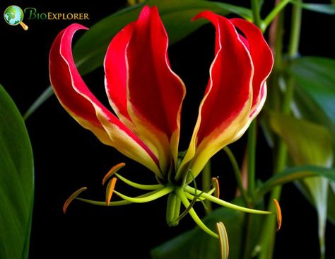 Flame Lily Flower, Flame Lily, Personal Development, Lily, Flowers