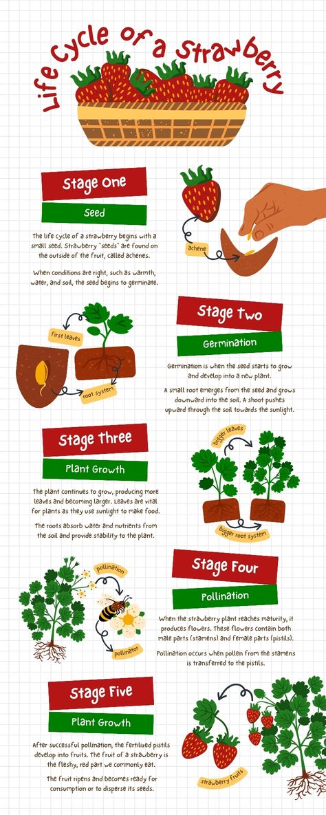 Plant Infographic, Big Leaf Plants, Cucumber Gardening, Strawberry Varieties, Medicinal Herbs Garden, Winter Crops, Chicken Garden, Organic Vegetable Garden, Seed Shop