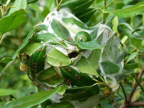 weaver ant nest Ants Eye View, Weaver Ants Nest, Ants Climbing A Tree, Ant Colony Illustration, Ant Trail, Ants, Ecology, Plant Leaves, Color Palette