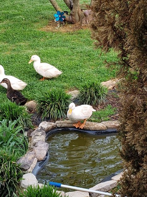 Garden With Ducks, Ducks In Garden, Duck Pond Ideas, Cottage Pond, Cottagecore Backyard, Victorian Backyard, Garden Ducks, Ducks Garden, Duck Ponds