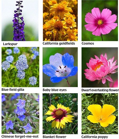 Wildflower types....I love Lupins! Wild Flowers Types, Wildflower Types, Types Of Wild Flowers, California Wild Flowers, Larkspur California, Types Of Wildflowers, Planting Wildflowers, Growing Wildflowers, Seeds Planting